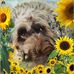 Sandra Langdon - Facebook