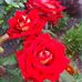 Sandra Lapinska - Facebook