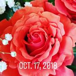 sandra larocque - @sandramcllar - Instagram