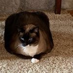 Sandra Larson Swick - @millieandmeow - Instagram