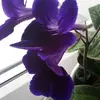 Sandra Laux - @sandra.laux8 - TikTok