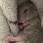 Sandra Laverty - @macsrrad - Instagram