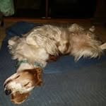 Sandra Lear - @wss.k9s - Instagram
