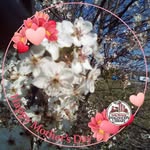 Sandra Ledford - @sandra.ledford.750 - Instagram