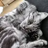 symba - @sandra.lehmann73 - TikTok
