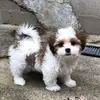 Sandy Lehocky - @sandylehocky - TikTok