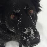 Sandra Leiser - @super_dogs_4 - Instagram