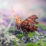 Sandra & Lena - @beauty.macro - Instagram