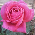Sandra Lenis - @sandra.lenis.50999 - Instagram