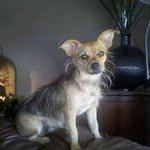 Sandra Lentz - @animalrescue4 - Instagram