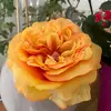 Sandra Leroy722 - @sandraleroy15 - TikTok