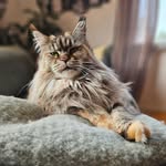 Kadikods SandraLidén Maine Coon - @sandra.liden - Instagram