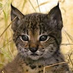 Sandra Isabel Lince - Facebook