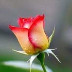 Sandra Lino - Facebook