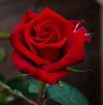 Sandra Lins - Facebook