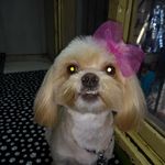 sandra lobos - @lobos3372 - Instagram