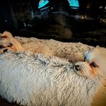 Sandra Loder - @sandyloder31 - Instagram