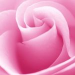sandra lovelace - @ros3gold001 - Instagram