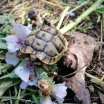 Sandra Lucke-Haubenreißer - @haumis_schildkroetenparadies - Instagram