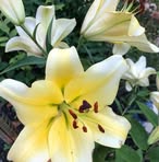 Sandra Lytle - Facebook