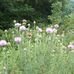 Sandra Maggard - Facebook
