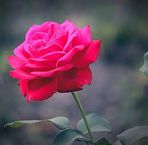 Sandra Mariam - Facebook