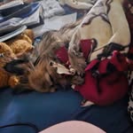 Sandra Marquette - @tigress1379 - Instagram