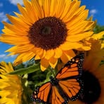 Sandra Mathis - Facebook