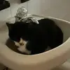 Kitcat86 - @sandramaugeri195 - TikTok