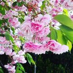 Sandra McCutcheon - @hemlockbluff - Instagram