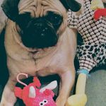 Sandra McDougall - @sandyofoak - Instagram