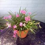 Sandra McDougall - @mcdougall.sandra - Instagram