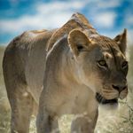 Sandra McIntyre - @lionchasersa - Instagram