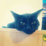 Sandra Mckean - @crazykittywoman - Instagram