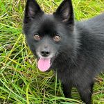 Sandra McKeever - @iroh_pomsky - Instagram