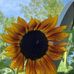 Sandra Mcpeake - Facebook
