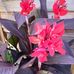 Sandra Medlock - Facebook