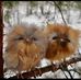 Sandra Mellott - Facebook
