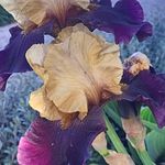 Sandra Melville - @floreo.opaki - Instagram