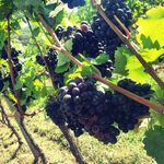 Sandra Merkel - @weingut_merkel_schriesheim - Instagram