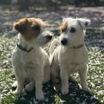 Sandra Messer - @russlarna_zackvince - Instagram