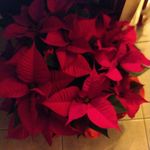 sandra miceli - @miceli851 - Instagram