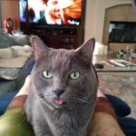 Sandra Marie Minder - @theslinkycat - Instagram