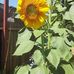 Saundra Strickland-Minjarez - Facebook