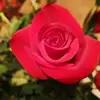 Sandra Meckler - @sandra.meckler - TikTok