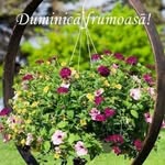 Sandra Mol - @sandra.moldovan.1 - Instagram