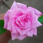Sandra Sandra - @sandra_muthu - Instagram
