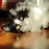 sandranannipieri - @sandranannipieri - TikTok