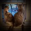 Sandra Neely Nietsch - @sandraneelynietsche - TikTok