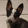 sandranyelitorrescru - @sandranyelitorrescruz - TikTok